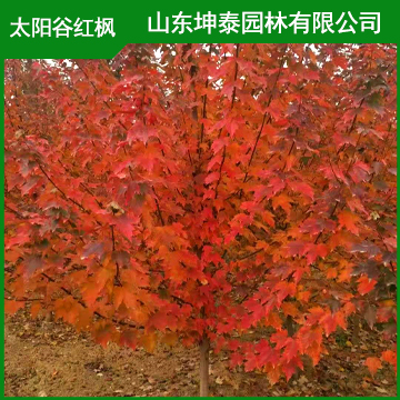 太阳谷红枫批发 3公分太阳谷红枫品种纯正  成活率高